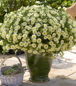 Сурфиния Табл Елоу